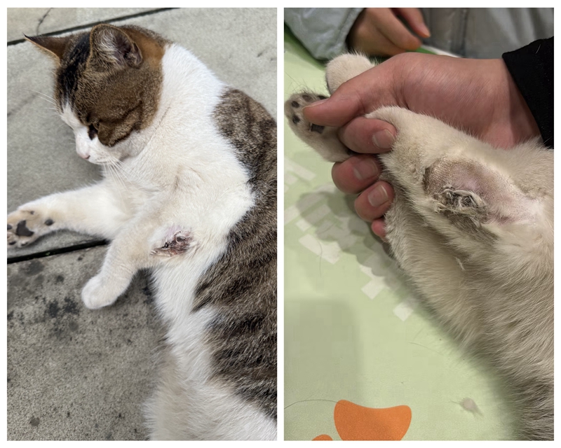 受伤时和救治侯的对比.jpg 受伤时和救治侯的对比.jpg